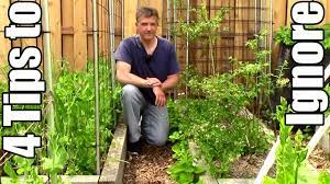 Coffee is arguably one of the most appreciated and popular beverages all over the world due to its refreshing and however, when applying coffee grounds in garden tomatoes, you should perform it with care. Popular Gardening Tips You Can Probably Ignore Coffee Grounds Sugar For Tomatoes Youtube
