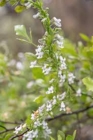 Image result for Cyphia