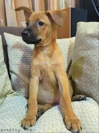 We did not find results for: Aspin Puppy