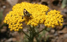 Image result for Kotschya stolonifera