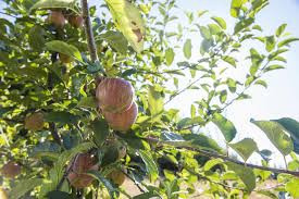 Natural fertility is one of the keys to good fruit tree care.autumn is a great time to think about preparing your fruit trees for winter by topping up their nutrition. Fertilizing Fruit Trees Osu Extension Service