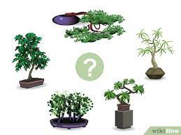 Whether you prefer to keep your tree indoors, or outdoors will have a big impact on your selection. How To Start A Bonsai Tree With Pictures Wikihow