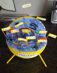 Why are plants green?, do plants need to eat food?, how do plants get energy and make food?, what are the two things that both plant and animal cells both have? Animal Cell Model Labeled Project Ideas Middle School How To Make An Animal Cell Model Out Of Styrof Animal Cell Model Project Animal Cells Model Animal Cell