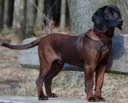 Image result for bavorský barvář