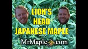 We did not find results for: Japanese Maple Shishigashira Lion S Head Japanese Maple Youtube