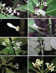 Image result for Craterispermum schweinfurthii