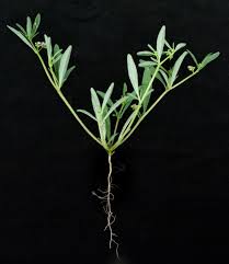 Image result for Gisekiaceae