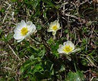 Der Alpen Hahnenfuss Ranunculus Alpestris Ein Fruhjahrsbote Auf Den Bergen Weissbluhend Wie Die Silberwurz Allerding Alpine Pflanzen Alpenblumen Wiesenblumen