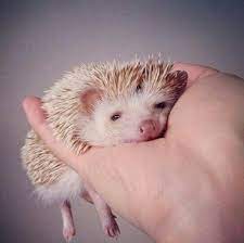 Have A Sleepy Hedgehog Imgur Cute Animals Cute Hedgehog Baby Animals