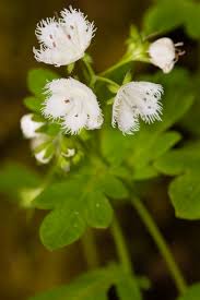 Image result for Hydrophyllaceae