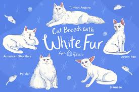 Short haired cats come in many forms and sizes. The Best White Cat Breeds To Keep As Pets