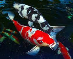 We have koi up to about 24, so it would be easy for them to eat the smaller fish. How Big Do Koi Get How To Make Koi Grow Bigger