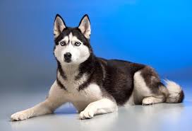 Good to see you here, husky lovers! 7 Best Dog Food For Huskies Updated 2020 Pet Life World