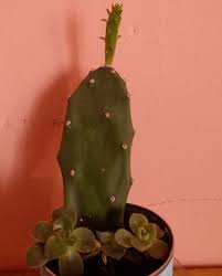 Si quisiera volver yo la iría a esperar cada día, cada madrugada para quererla más. Mags á´¬áµ˜Ë¢ On Twitter A Mi Cactus Le Salio Un Hijito Y Como Que Se Ve Familiar
