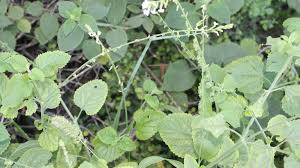 Image result for Buchnera leptostachya