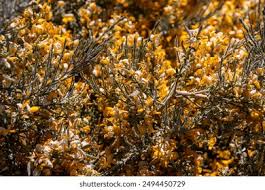 Image result for Adenocarpus