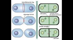 The structure that is responsible for the cleavage is called contractile ring. Cytokinesis Animal Vs Plant Youtube