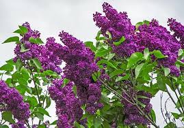 What i typically use is sherwin williams planet color. Lilac Monge Degroot