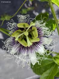 Image result for Passiflora edulis