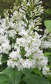 Image result for Syringa prestoniae