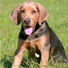 Polish Hound Breed Information, Characteristics & Heath Problems