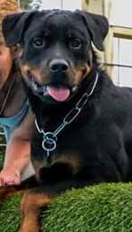 These include the molossus, bernese mountain dog, greater swiss mountain dog, appenzeller and entlebucher. Atlantic Rottweiler Rescue Foundation