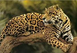 Oceania australasia rainforest fauna oceanian tropical rainforests include those in new guinea, northern australia and many pacific islands. Jaguars Matt E S Endangered Species Project