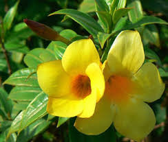 Image result for Allamanda cathartica
