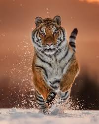 Pin By Natural Beauty Serums On Animals Photography Animals National Geographic Animals Animals Beautiful