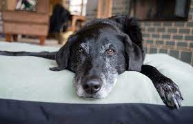 5 Reasons Your Dog S Hair Is Turning White