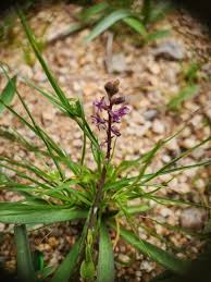 Image result for Ledebouria cordifolia