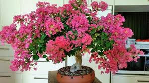 They are rapid growers and need an excess. Crepe Mertles Bonsai Society Of Victoria