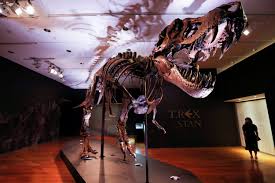 From the latin rēx (king), referring originally to rabbits of the belgian castorrex breed, so named because their fur was similar to that of beavers. One Of Largest Known T Rex Skeletons Up For Auction At Christie S