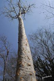 Image result for Albizia tanganyicensis