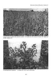 Image result for Hirpicium bechuanense