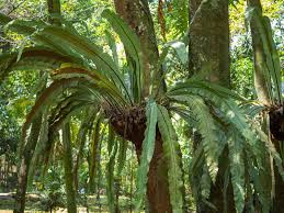 Image result for Aspleniaceae