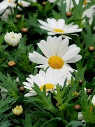 Image result for Argyranthemum frutescens
