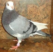 Birds For Sale In Ohio Birmingham Roller Pigeons For Sale Pigeons For Sale Pigeon Roller