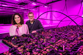 Eindhovens Dagblad - News update