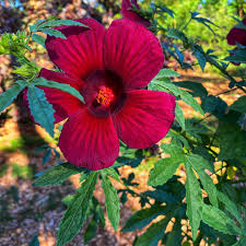 Image result for Hibiscus cannabinus