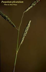 Image result for Paspalum plicatulum