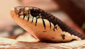 We did not find results for: 10 Smallest Cutest Snake Breeds You Can Have As A Pet With Pictures Exopetguides