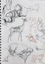 Animal Studies Animal Drawings Animal Sketches Art