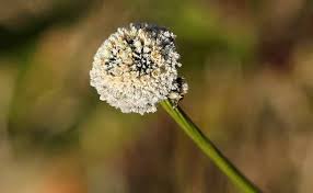 Image result for Eriocaulaceae