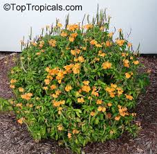 Image result for Crossandra fruticulosa
