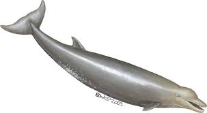 Baird s beaked whale in english. Adw Ziphiidae Pictures