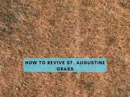 How to fix dead spots in st augustine grass. How To Revive St Augustine Grass And Get It To Grow Back Lawn Model