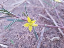 Image result for Buchnera longispicata