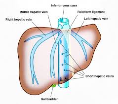 Venous Drainage Of The Liver Drainage To The Suprahepatic And Infrahepatic Regions Of The Inferior Vena Cava Three Major Veins Middle Lef Anatomia Fisiologia