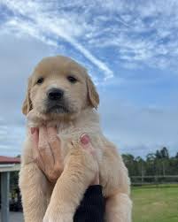 Image result for flat coated retrívr